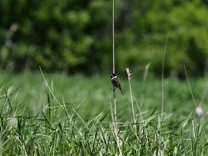 <IIW.Common Reed Bunting%>